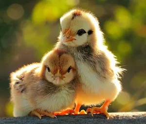 Tình yêu là cốc nước trắng