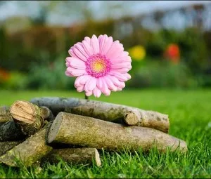 Tình yêu và cuộc sống