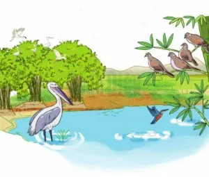 Trò chuyện với loài chim