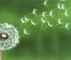 Ước mơ bình thường
