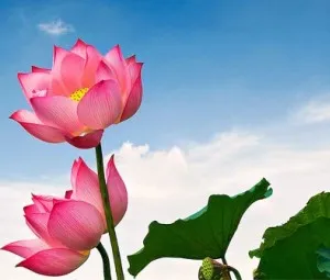 Vẻ đẹp tâm hồn #2