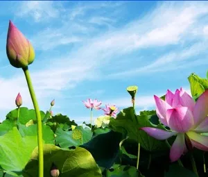 Vẻ đẹp tâm hồn