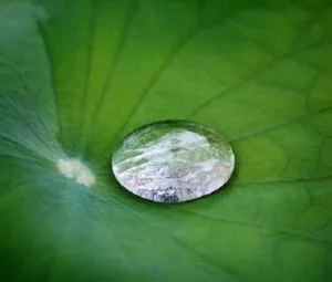 Vì sao những hạt nước trên lá sen đều là những  giọt nước nhỏ tròn vo?