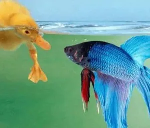 Vịt và Cá rô