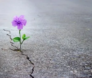 Vượt lên nghịch cảnh