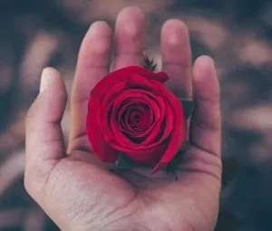 Ý nghĩa của những bông hoa hồng