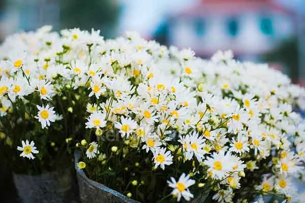 Ba câu hỏi khó – Kho truyện cổ tích | Đọc và nghe truyện cổ tích miễn phí