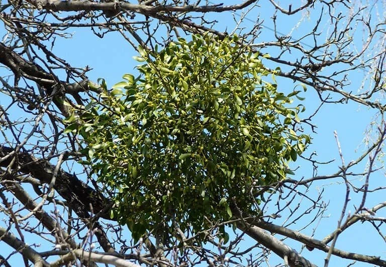 Bí ẩn của cây tầm gửi – Kho truyện cổ tích