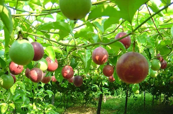 Bí quyết leo giàn của cây xanh – Kho truyện cổ tích