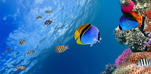Cá có đánh rắm không? – Kho truyện cổ tích