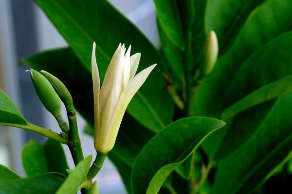 Cây nhân ái – Kho truyện cổ tích | Đọc và nghe truyện cổ tích miễn phí