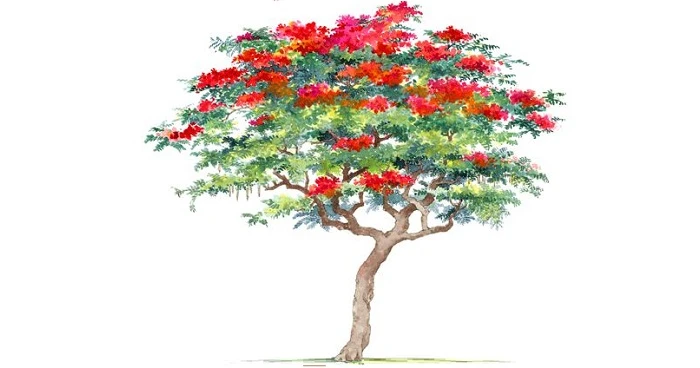 Cây phượng già – Kho truyện cổ tích | Đọc và nghe truyện cổ tích miễn phí