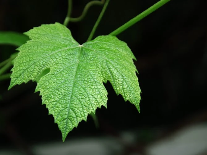 Chiếc lá hoàn mỹ – Kho truyện cổ tích | Đọc và nghe truyện cổ tích miễn ph