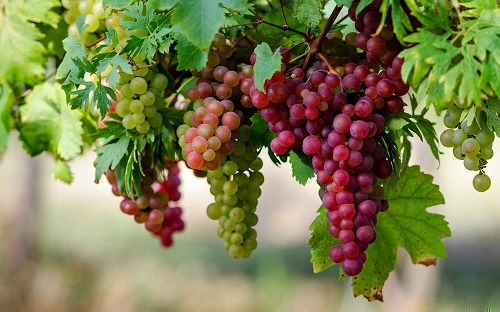 Chuyện về một cành nho – Kho truyện cổ tích