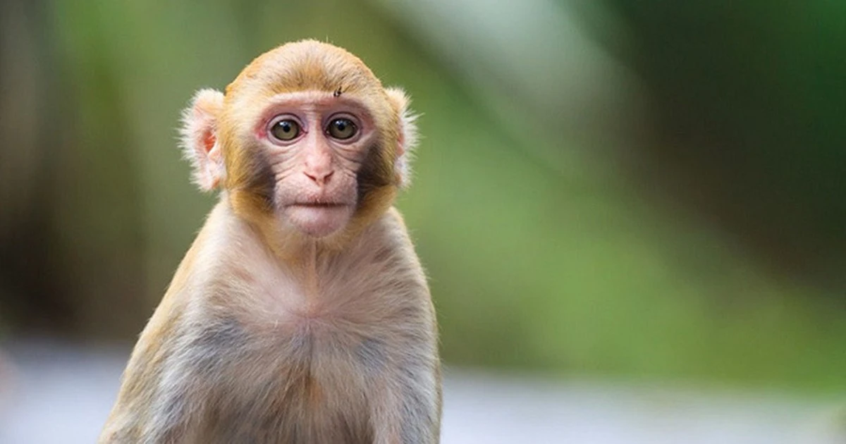 Có phải loài người và loài khỉ có cùng
