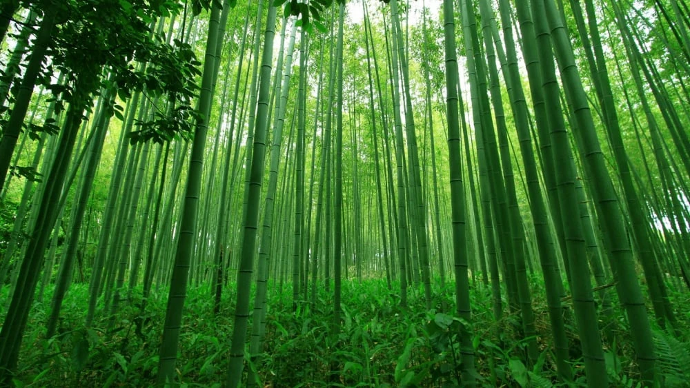 Cong, nhưng đừng gãy – Kho truyện cổ tích