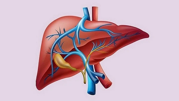 Gan có tác dụng gì? – Kho truyện cổ tích