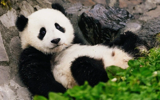 Gấu trúc (gấu mèo) có thể tuyệt chủng không?