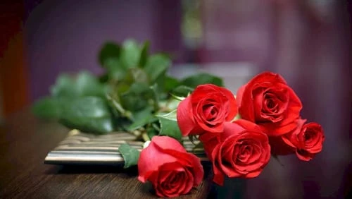 Hoa hồng tặng Mẹ ngày Giáng Sinh – Kho truyện cổ tích