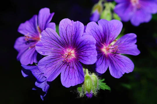 Khát vọng của nàng Violet – Kho truyện cổ tích