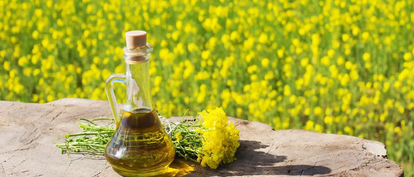Khi cây cải dầu ra hoa thả ong ra có tác dụng gì?