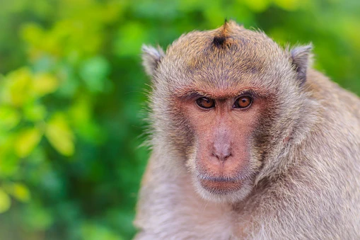 Khi thấy khỉ macaca, tại sao không được nhìn chăm chú vào mắt của chún