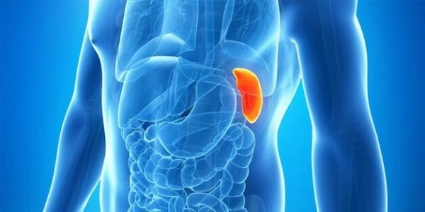 Lá lách có những ích lợi gì? – Kho truyện cổ tích