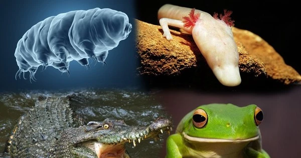 Loài vật có thể nhịn ăn bao lâu? – Kho truyện cổ tích