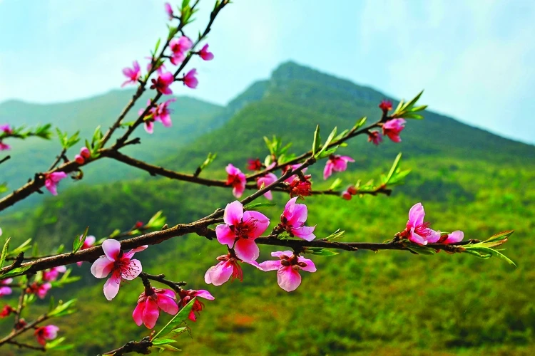 Nghe kể chuyện thiếu nhi - Hoa lá và rễ
