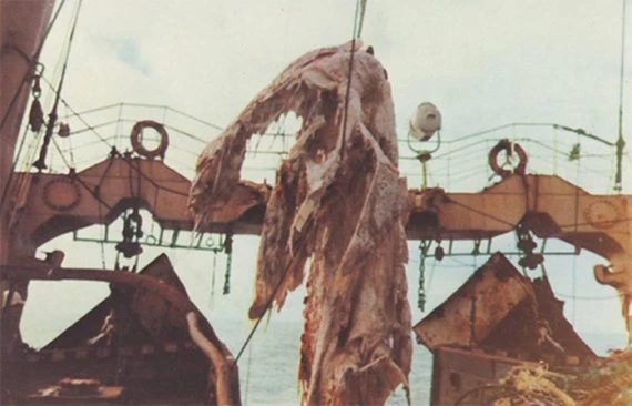Ngư dân vớt được một quái vật – Kho truyện cổ tích