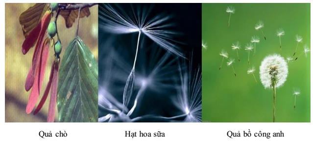 Sự phát tán của quả và hạt như thế nào?