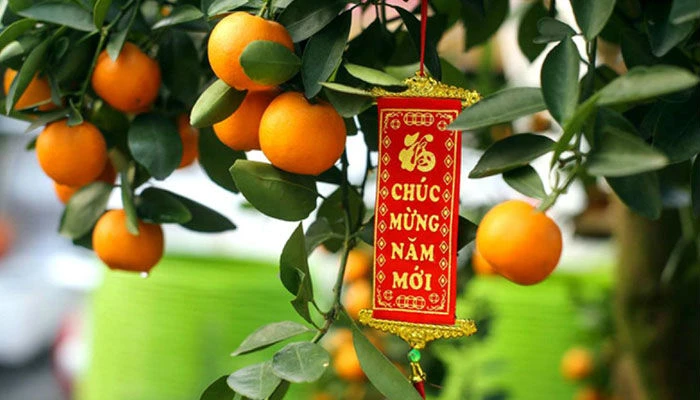 Sự tích cây Quất – Kho truyện cổ tích | Đọc và nghe truyện cổ tích miễn ph