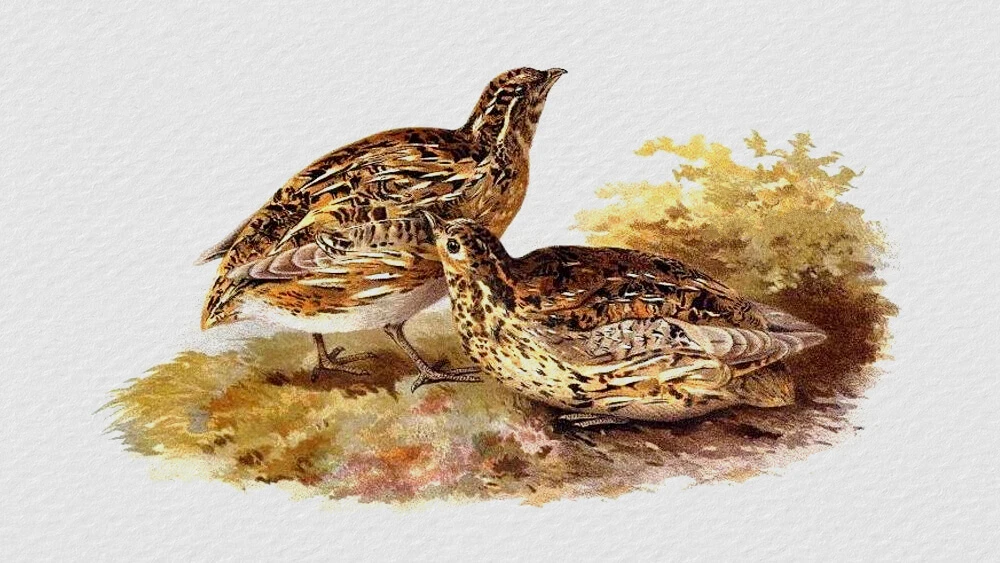 Sự tích chim đa đa – Kho truyện cổ tích