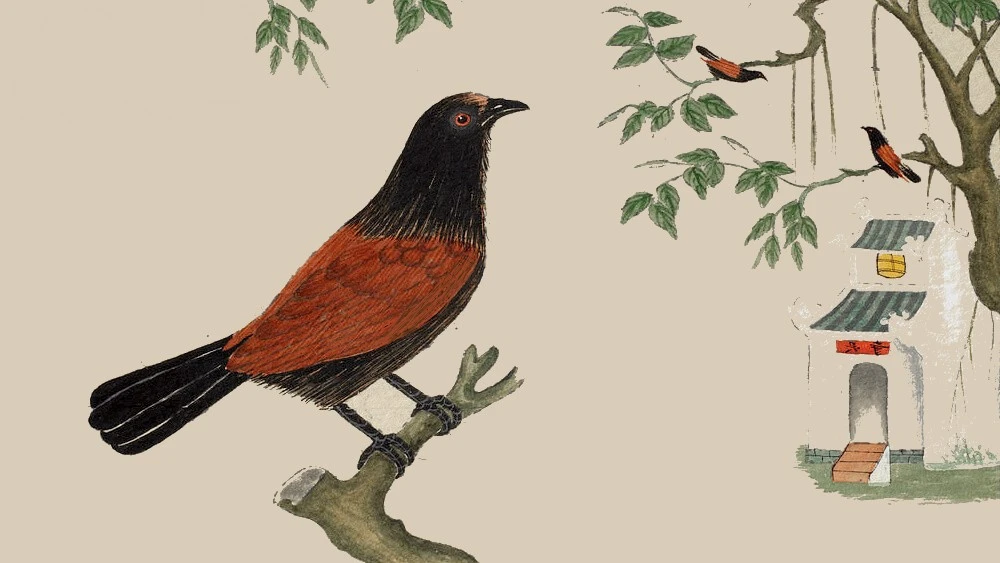 Sự tích con Bìm Bịp – Kho truyện cổ tích