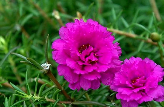 Sự tích hoa mười giờ – Kho truyện cổ tích