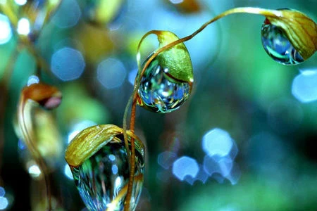 Sự tích hoa thủy tinh – Kho truyện cổ tích
