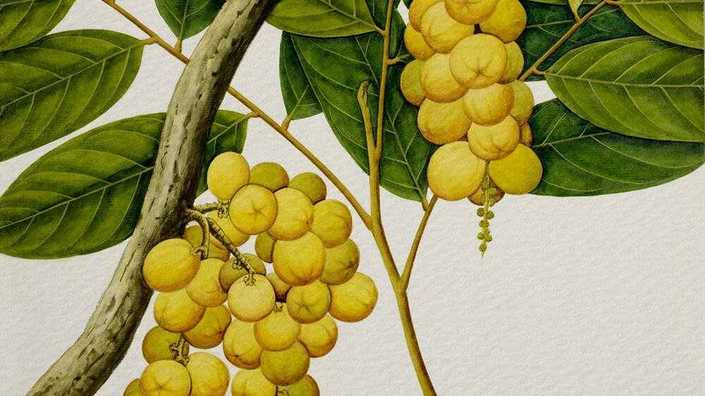 Sự tích quả Loòng Boong – Kho truyện cổ tích