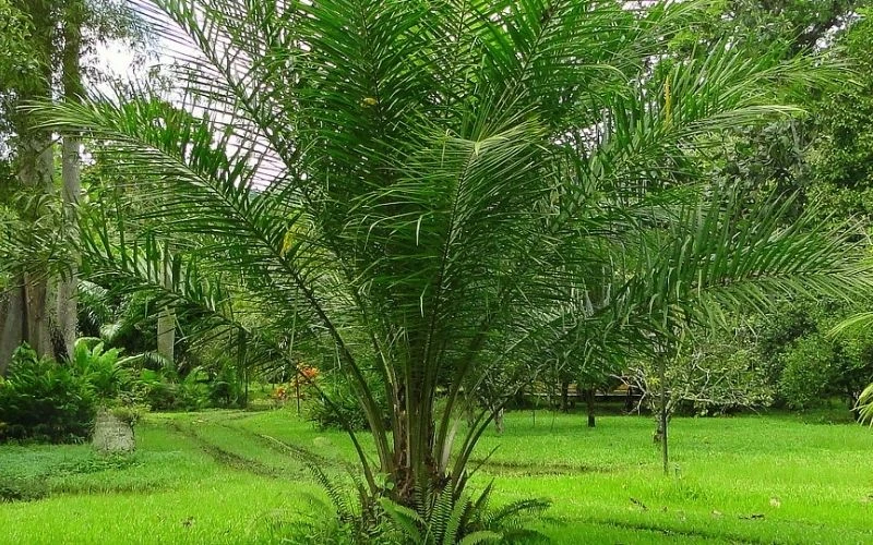 Tại sao cây cọ dầu được coi là 