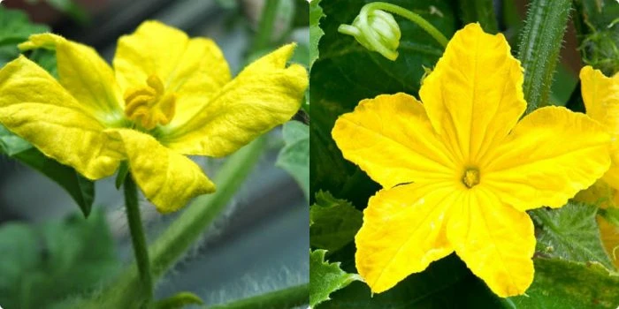Tại sao cây dưa dầu đến tối mới ra hoa?