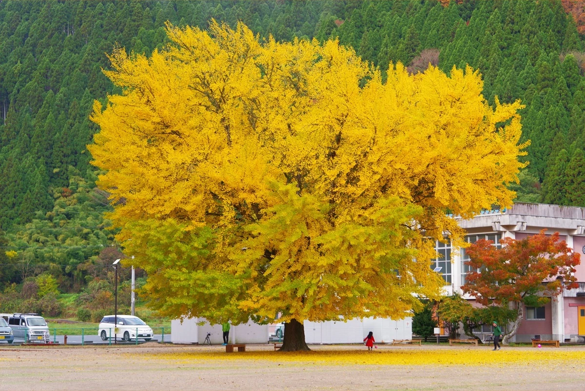 Tại sao cây ngân hạnh lại được gọi là