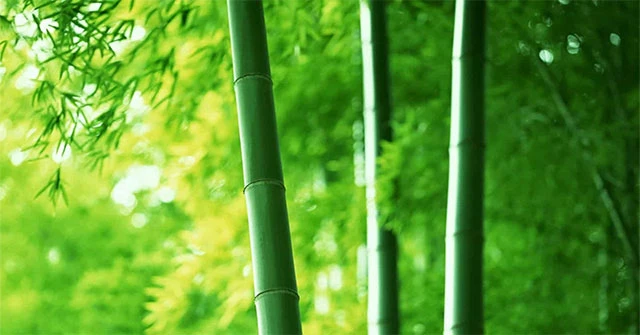 Tại sao có một số cây lại rỗng thân?