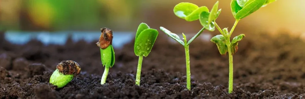 Tại sao khi hạt nảy mầm có loại cần nhiều ánh sáng, có loại cần ít ánh