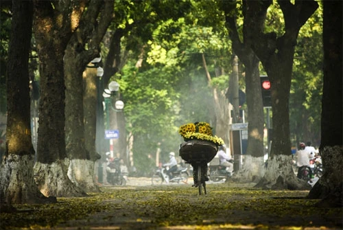 Tại sao khi mỗi độ thu về thì lá cây xanh lại ngả màu vàng và rơi rụng