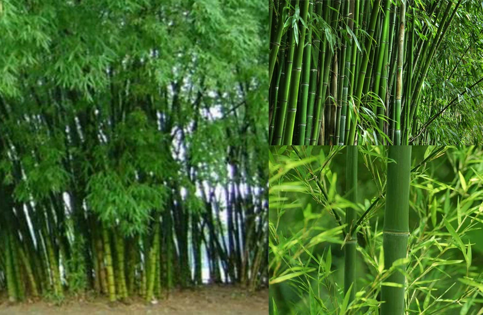 Tại sao loài tre lại không phát triển to bề ngang thân như các loại câ
