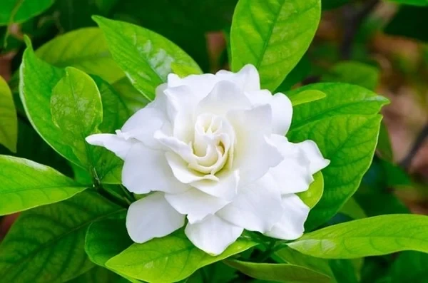 Tại sao những bông hoa sặc sỡ màu sắc thường không có mùi thơm, còn ho
