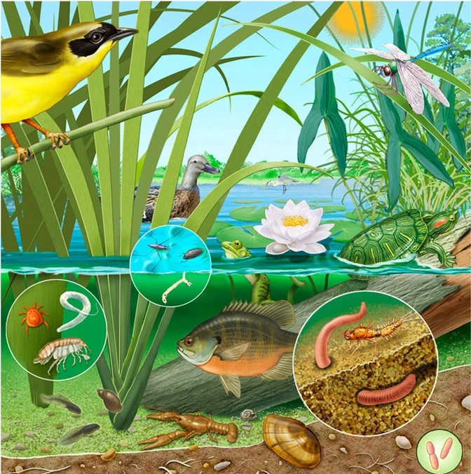 Quần thể sinh vật