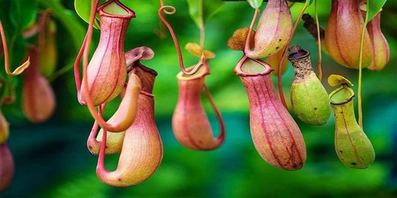 Tại sao thực vật có thể ăn côn trùng?