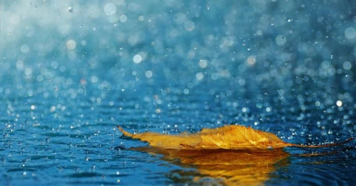 Tại sao vào mùa hè khi mưa nhiều, dưa hấu lại thường không ngọt lắm?