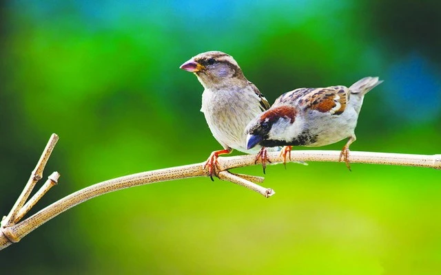 Tình cha vô bờ – Kho truyện cổ tích | Đọc và nghe truyện cổ tích miễn phí