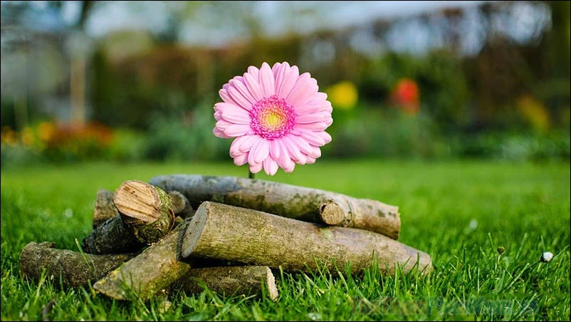 Tình yêu và cuộc sống – Kho truyện cổ tích